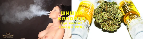 индика Новозыбков