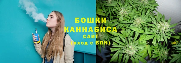 индика Новозыбков